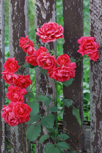 rose blossoms fence pink bud © Tatyana Petrus