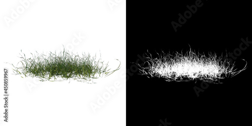 Quadro su tela Front view of Plant ( Lawn Grass 1) Tree png with alpha channel to cutout made w