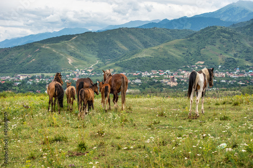 herd of horses on a pasture in the mountains © Александр Ульман