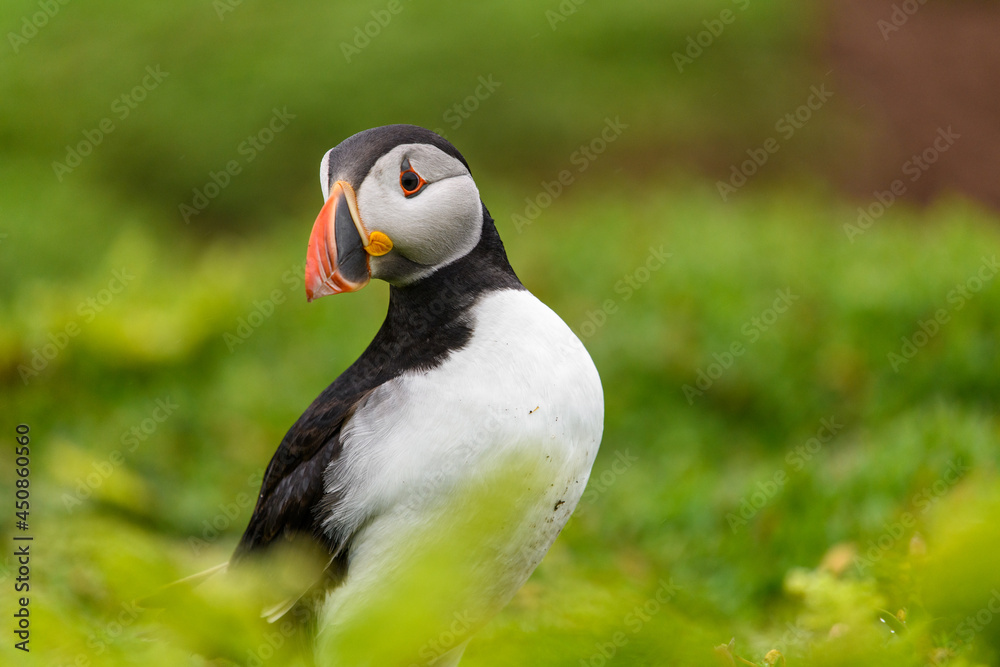 Fototapeta premium Wild Sea Birds Atlantic Puffins at the coast of Skomer Island, Pembrokeshire, Wales, UK