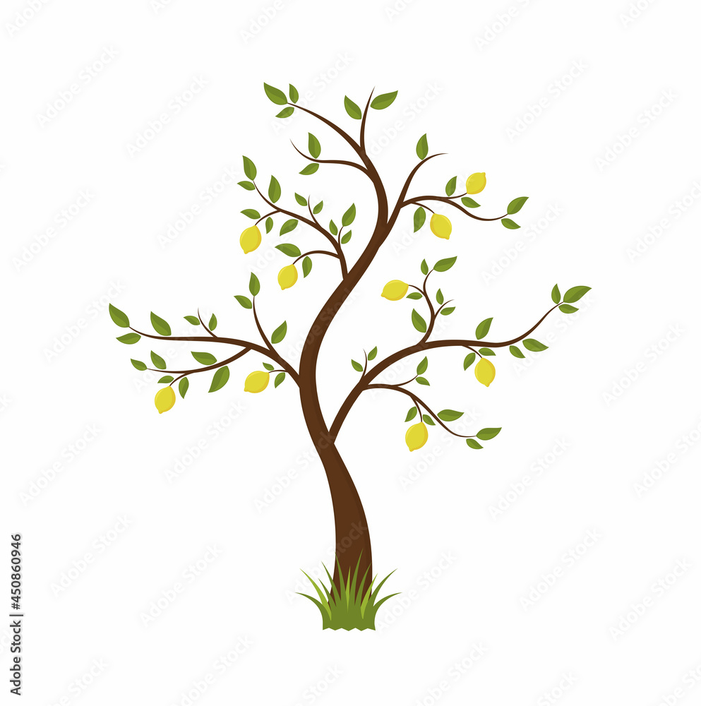 lemon tree with fruits on white background lemon tree with fruits on white background