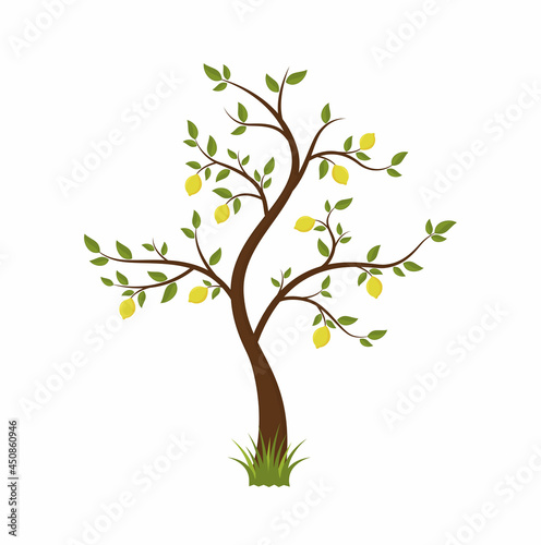 lemon tree with fruits on white background