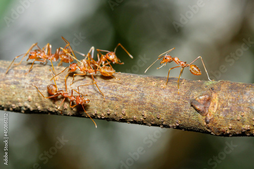 Close up focus one red ant on stick tree in nature at thailand