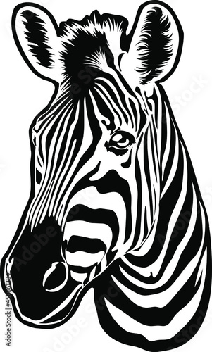 Zebra vector. Wild animals of the prairie, ebra head on a white background. Drawing for t-shirt