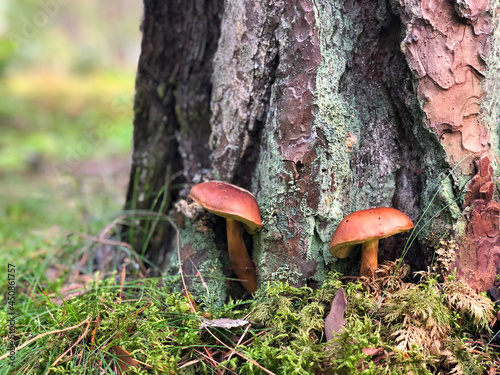 Two brown mushrooms in moss close-up in the autumn forest by the pine
