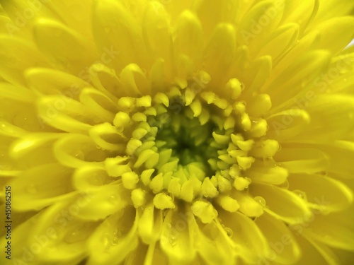 Close up yellow chrysanthemum pollen drops yellow flowers isolated background