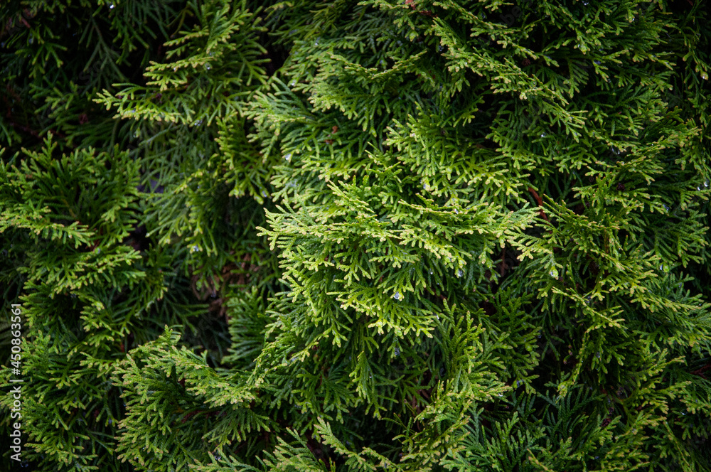 Thuja trees or Arborvitae. Close up view. Thuja trees or Arborvitae. Close up view.