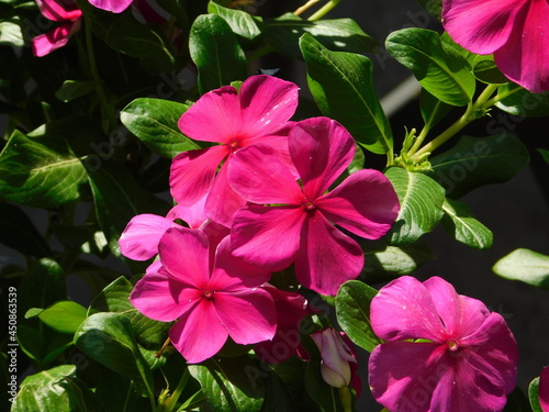 Rosy periwinkle, or Catharanthus roseus, pink flowers