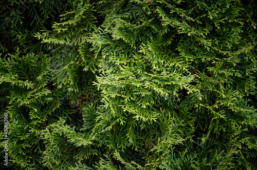 Thuja trees or Arborvitae. Close up view.
