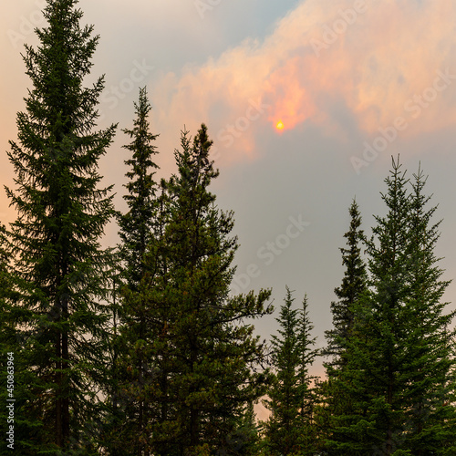 Forest fire inferno in the pine tree forests of British Columbia, Canada. Wildfires and climate change concept.