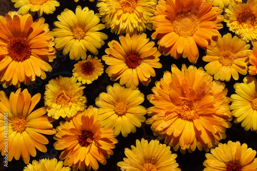 Medicinal plant calendula. Beautiful photo of orange and yellow flowers on a dark background. Selective focus.