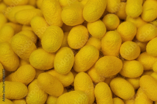 Yellow silkworm cocoon closeup macro shot