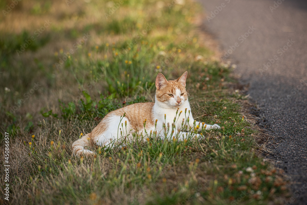 White and orange cat resting in grass.