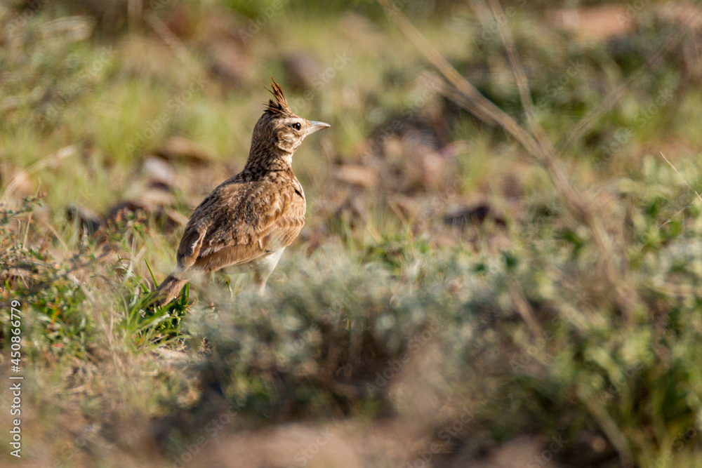 A Crested Lark (Galerida cristata) walking on ground A Crested Lark (Galerida cristata) walking on ground