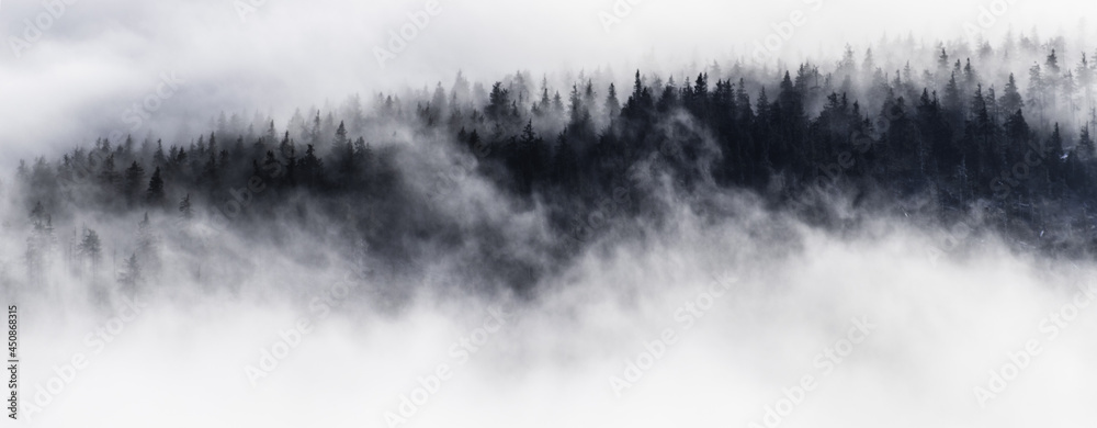 forest in clouds 