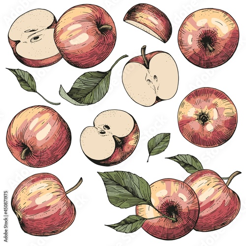 A set of hand-drawn sketches with apples and leaves. Vector color illustrations with whole and cut fruits. Vintage style engraving. Collection of isolated objects on a white background
