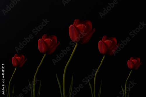 Tulip flowers arranged on a dark background. 