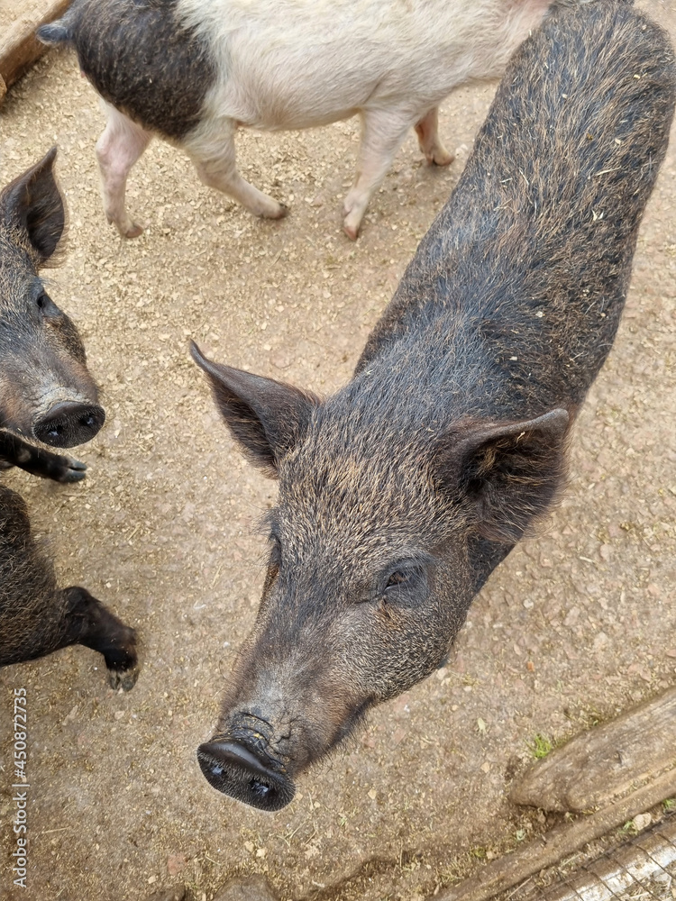 pigs in the summer in a wooden outdoor paddock pigs in the summer in a wooden outdoor paddock