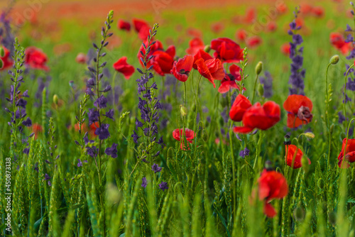 field with red poppies and purple flowers