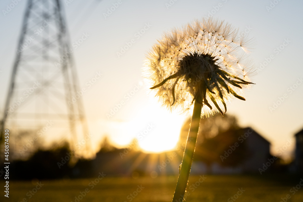 a withered dandelion at sunset