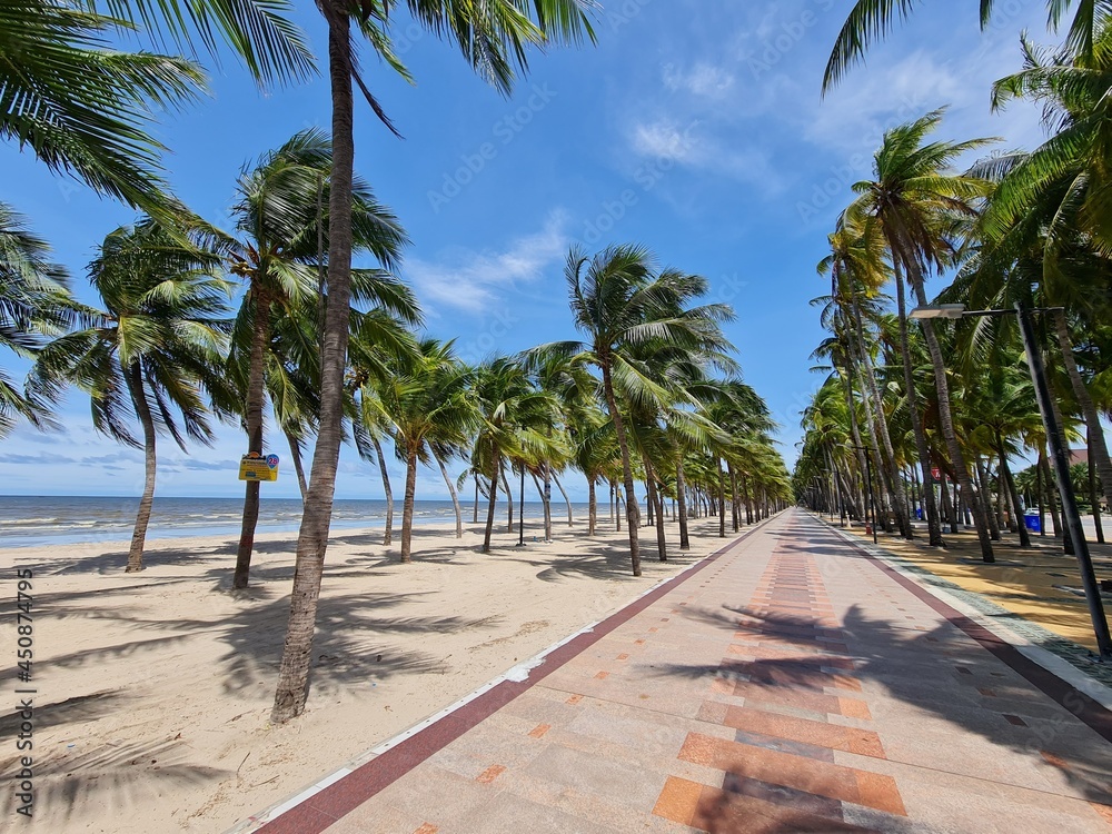 Fototapeta premium palm trees on the beach