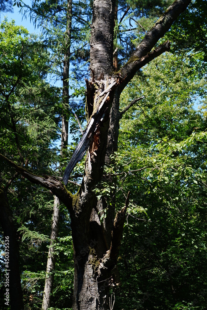 Fototapeta premium Wald 