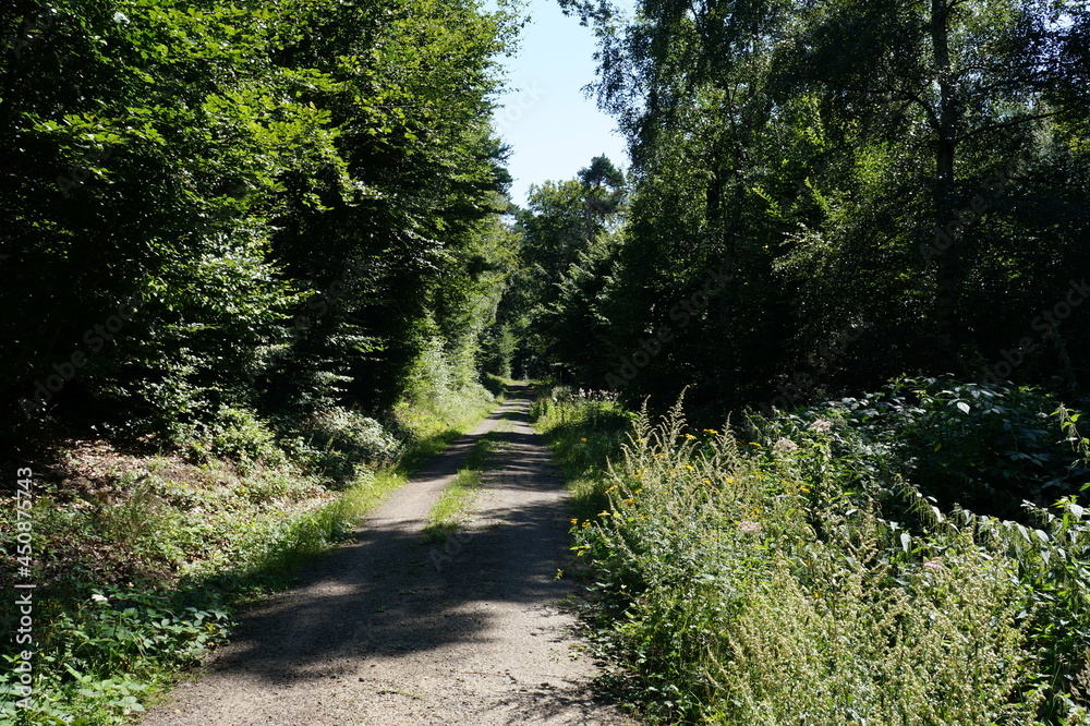 Fototapeta premium Wald