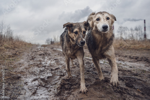 Two dogs are walking Happy dogs in mud