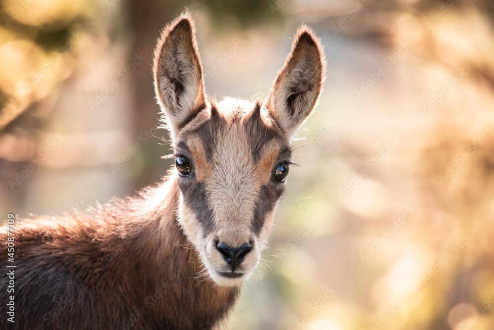 Chevreau de chamois