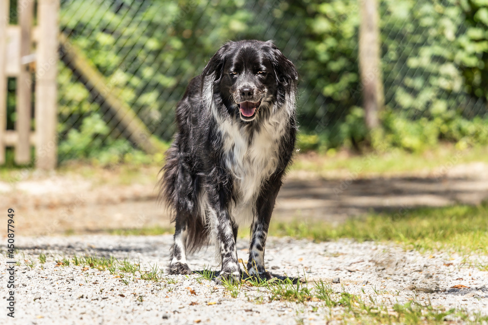 A munsterlander mongrel dog standing on a path in the woods A munsterlander mongrel dog standing on a path in the woods