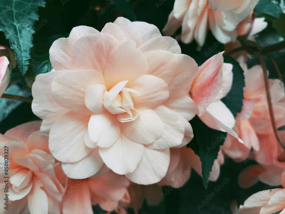 Fototapeta premium Set of romantic roses found on street