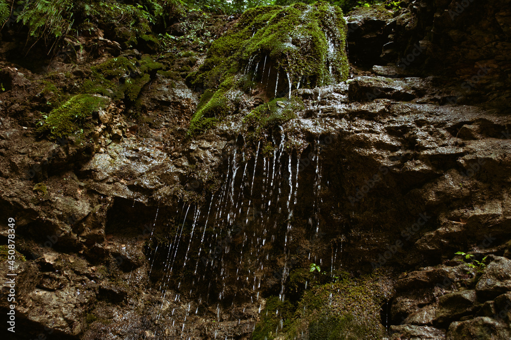 Rainy morning in the forest. Vacation in the mountains. Rainy morning in the forest. Vacation in the mountains.