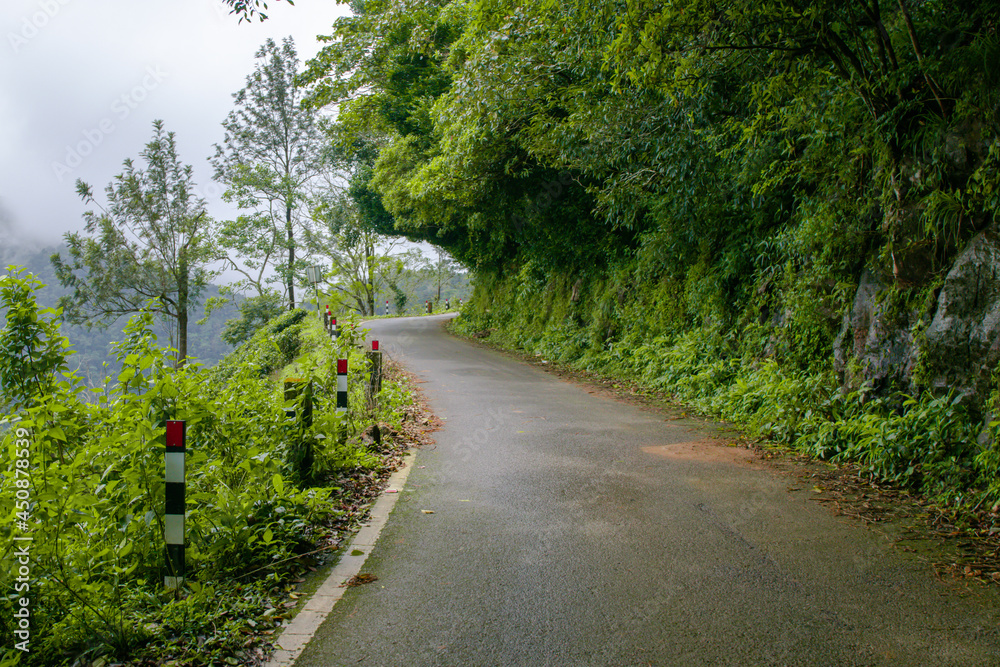 Fototapeta premium Muddy hillside road with thick forest