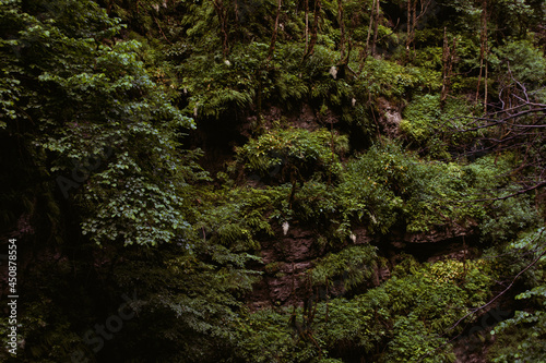 Rainy morning in the forest. Vacation in the mountains.