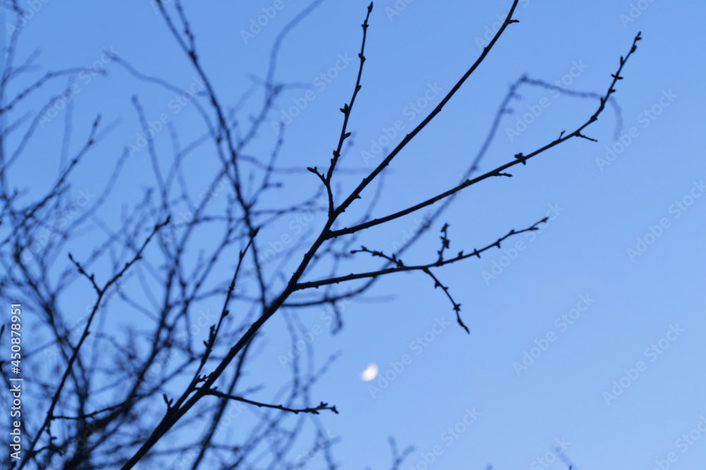 Ветка с почками на фоне луны 