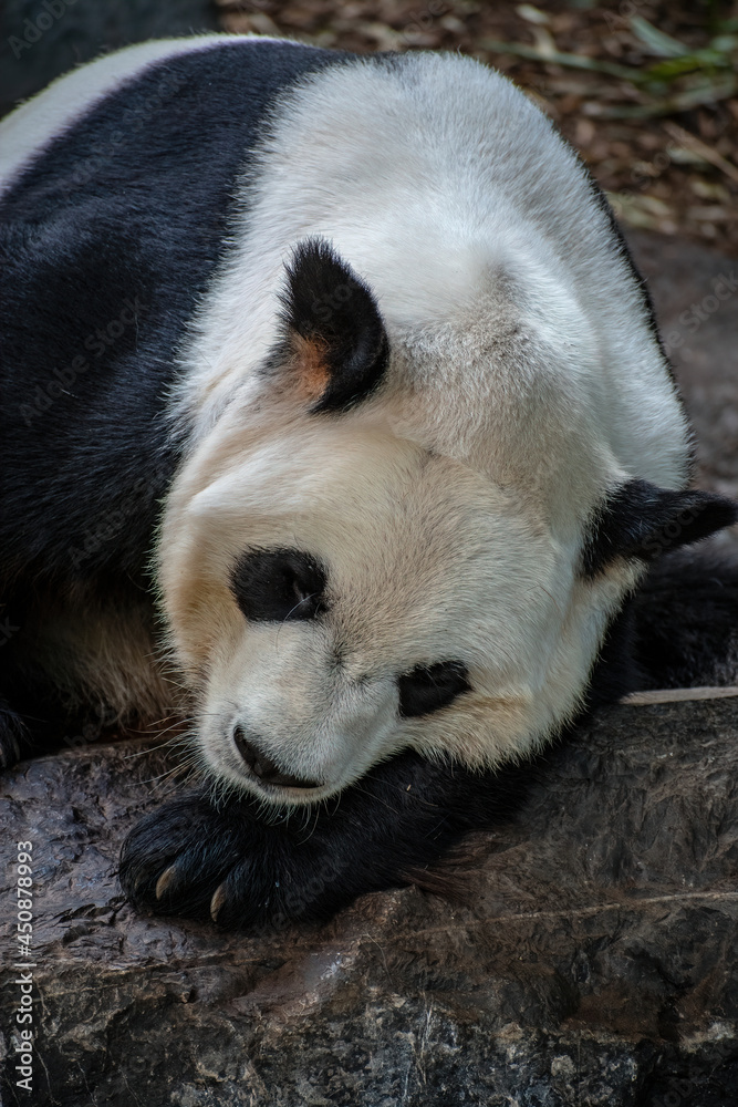 PANDA BEAR NAPPING WITH HEAD ON PAW - VERTICAL PANDA BEAR NAPPING WITH HEAD ON PAW - VERTICAL