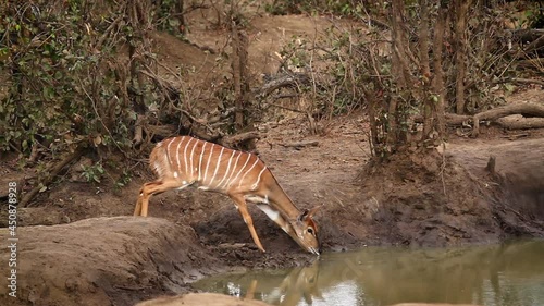 Nyala female drinking in waterhole in Kruger National park, South Africa ; Specie Tragelaphus angasii family of Bovidae photo