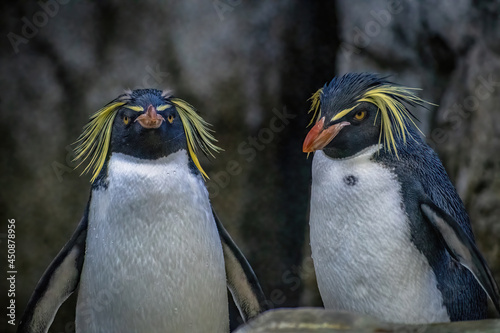 PAIR OF NORTHERN ROCKHOPPER PENGUINS
