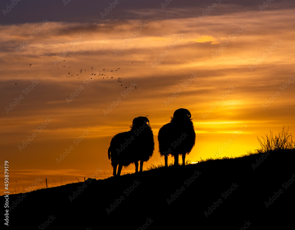 Sheep Silhouette