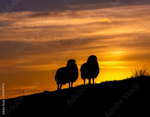 Sheep Silhouette