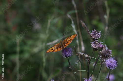 Closeup of a beautiful silver-washed fritillary butterfly sitting on a small purple flower