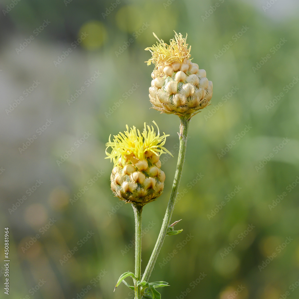 Yellow-brown blossoming buds of wild meadow flowers