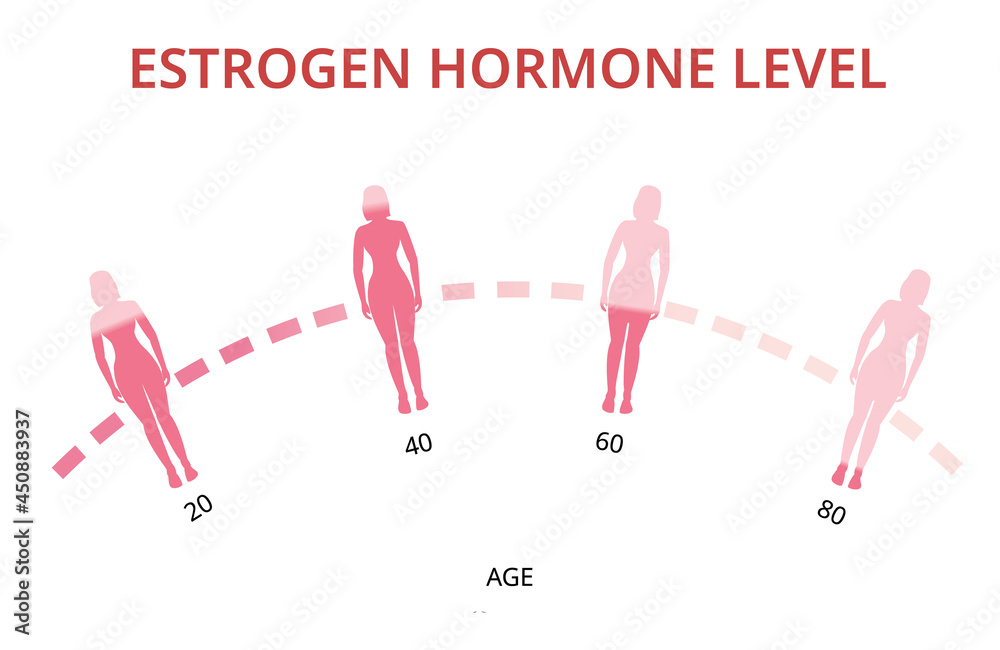 Estrogen Hormone Levels Chart Menopause Infographic Vector Stock 