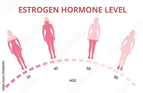 Estrogen hormone levels chart, menopause, infographic vector