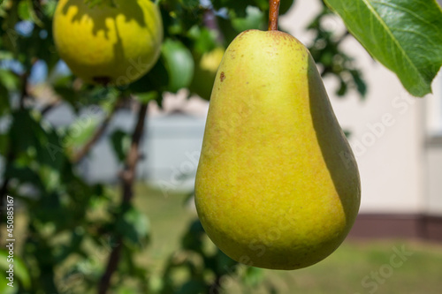 Juicy ripe yellow pears on a branch with green leaves close-up with a blurred background on a bright sunny day. Concept-gardening and harvest