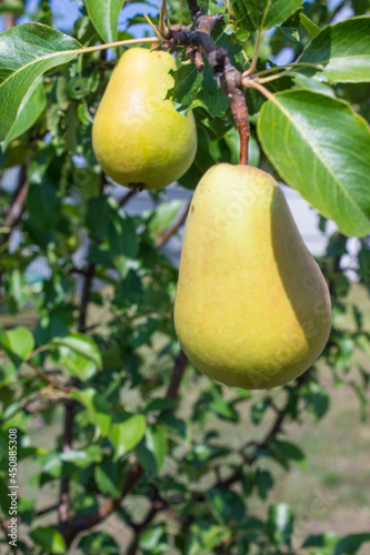 Ripe yellow pears hang on a branch with green leaves close-up and a blurry background on a sunny summer day. Concept gardening