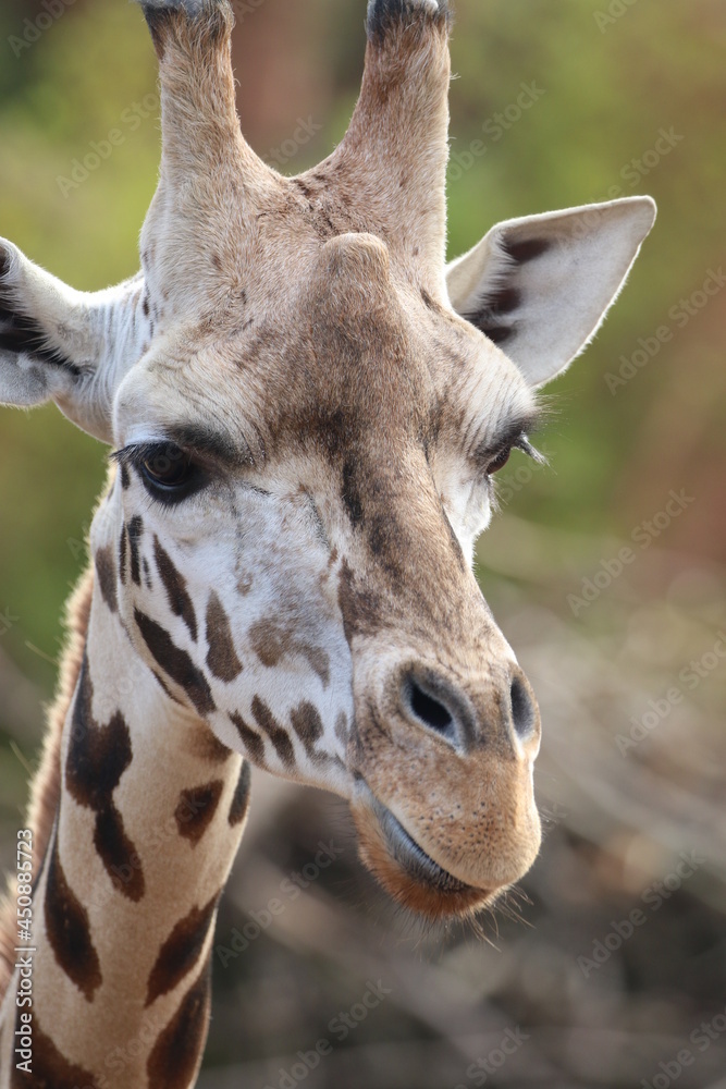 Naklejka premium Nahaufnahme Giraffe