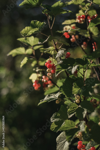 red berries