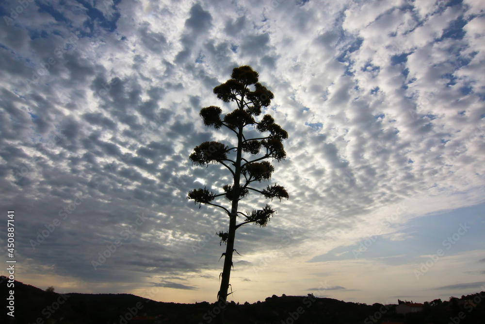Infiorescenza di pianta di agave, in controluce su un cielo azzurro con nuvole