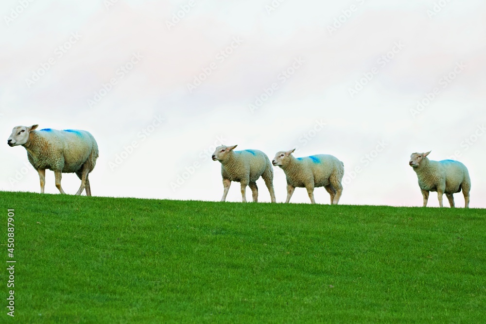 Obraz premium Schafe auf der Weide